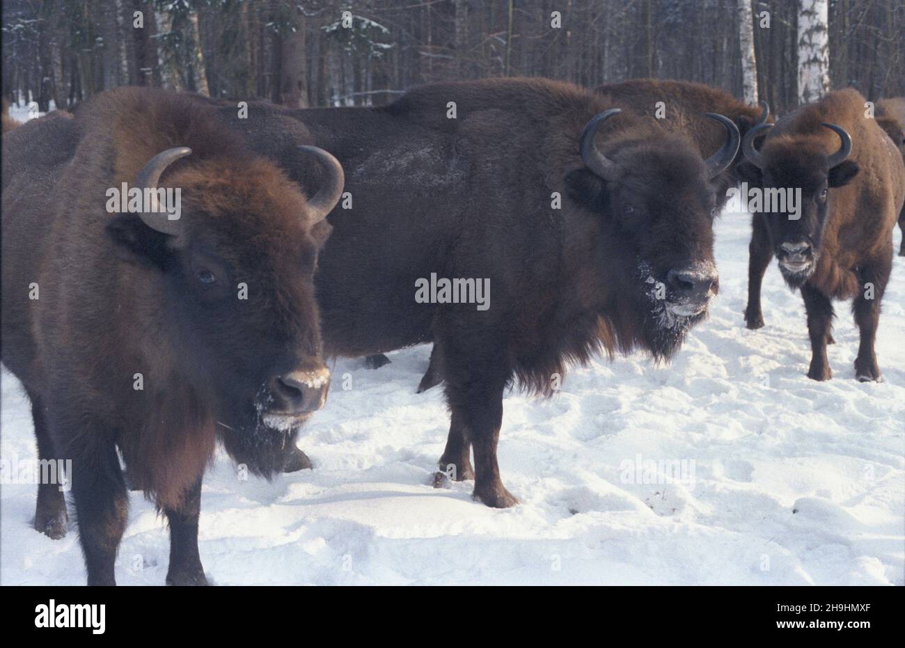 Bia³owie¿a 03.1987. ¯ubry w Bia³owieskim Parku Narodowym na terenie Puszczy Bia³owieskiej. ka PAP/Maciej Musia³ Dok³adny dzieñ wydarzenia nieustalony. Bialowieza, marzo 1987. Bisoni nel Parco Nazionale di Bialowieski nella Foresta di Bialowieski. ka PAP/Maciej Musial evento giorno sconosciuto. Foto Stock