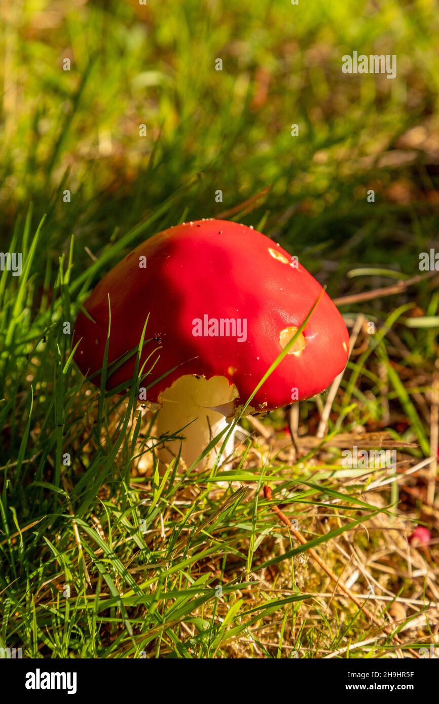 Sgabello rosso Fly Algaric Foto Stock