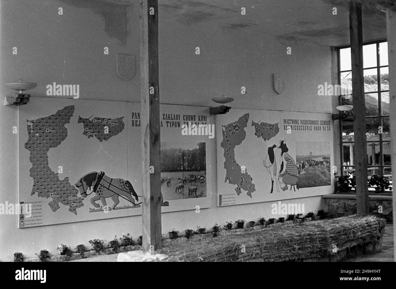 Wroc³aw, 1948-08. Wystawa Ziem Odzyskanych trwa³a od 21 lipca do 31 paŸdziernika 1948 roku i by³a cyklem propagandowych wystaw i imprez prezentuj¹cych osi¹gniêcia polski w odbudovie ziem uzyskanych przez RP po II wojnie œwiatowej. Rennictwu poœwiêcono kilka pawilonów i ekspozycji plenerowych. Frammento wystawy poœwiêconej rolnictwu na Ziemiach Odzyskanych w Pawilonie Hodowlanym (sektor B wystawy). mta PAP Dok³adny dzieñ wydarzenia nieustalony. Wroclaw, 1948 agosto. La mostra dei territori riconquistati, che si è tenuta dal 21 luglio al 31 ottobre 1948, è stata una serie di mostre di propaganda e persino Foto Stock