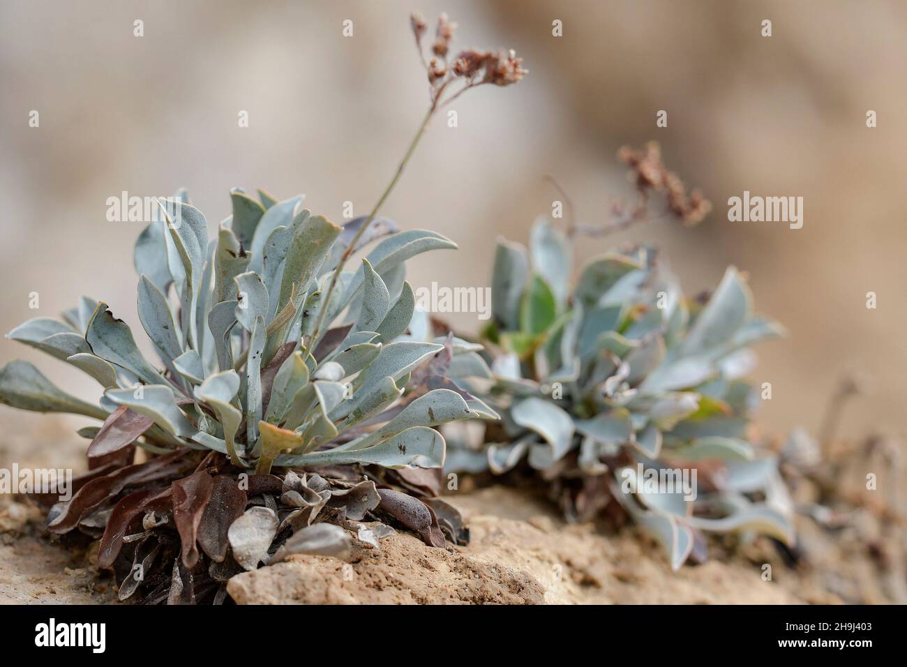 Limonium alicunense è un genere di piante della famiglia delle Plumbaginaceae. Foto Stock