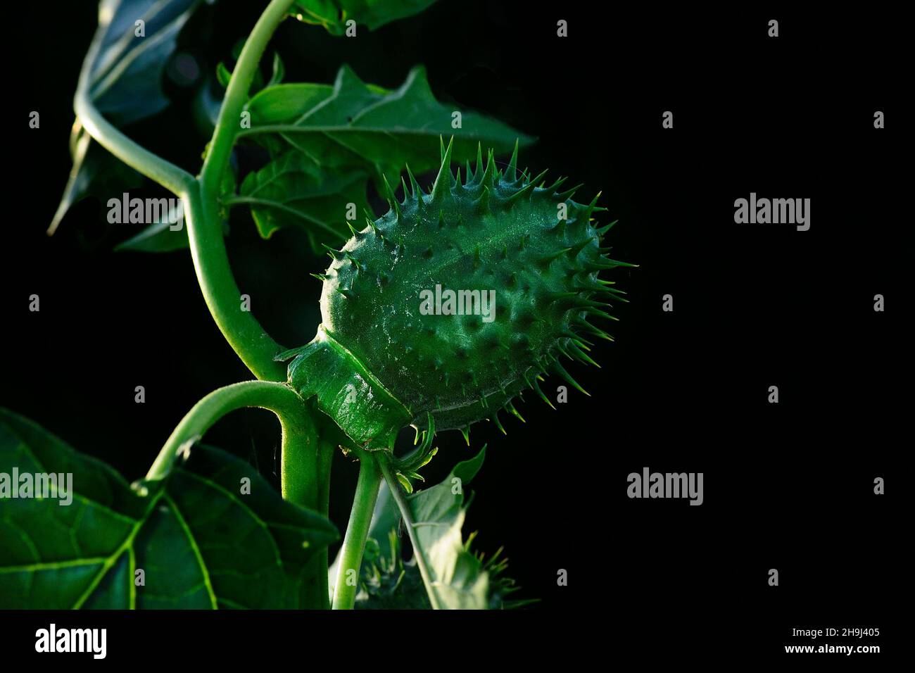 Datura stramonium - Jimson è una specie di pianta di angiosperma del genere Datura, della famiglia delle Solanaceae Foto Stock