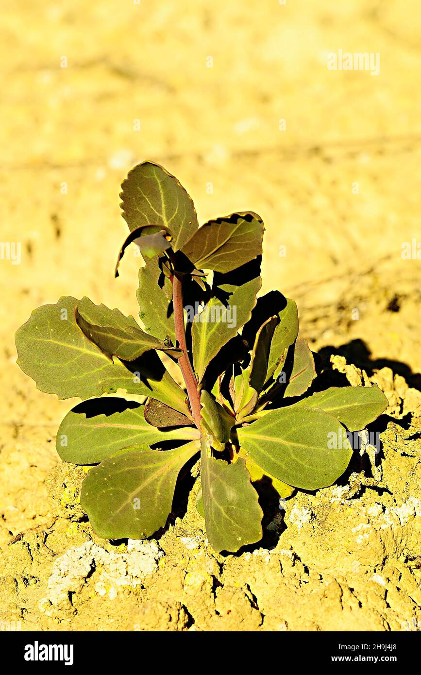 Moricandia è un genere di piante della famiglia Brassicaceae Foto Stock