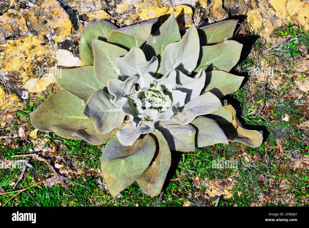 Verbascum - Verbasco, è un genere di batterio appartenente alla famiglia delle Scrofichulariaceae. Foto Stock