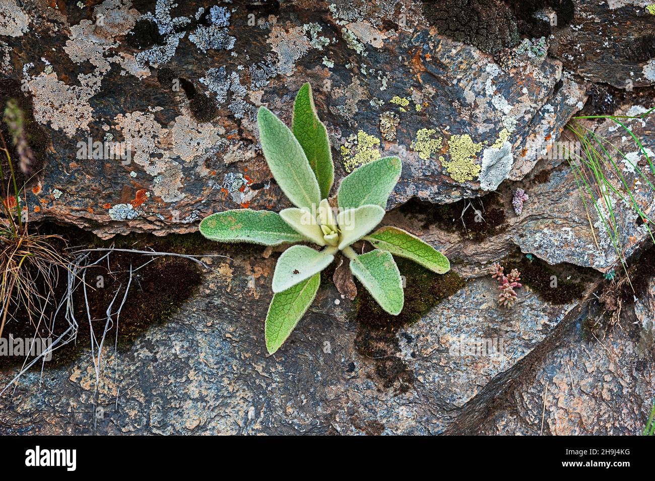 Verbascum - Verbasco, è un genere di batterio appartenente alla famiglia delle Scrofichulariaceae. Foto Stock