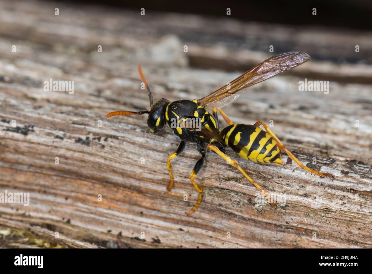 Gallische Feldwespe, Französische Feldwespe, Haus-Feldwespe, Hausfeldwespe, Feldwespe, Feldwespen, domino dei Polistes, domino dei Polistes, gallina dei Polistes Foto Stock