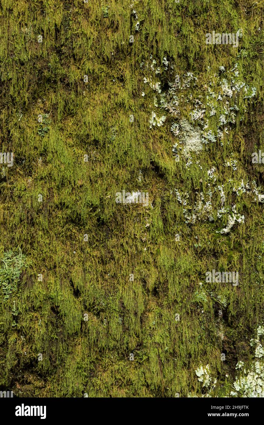 Primo piano di muschio umido di un vecchio cedro. È visibile anche la pigmentazione. Foto Stock