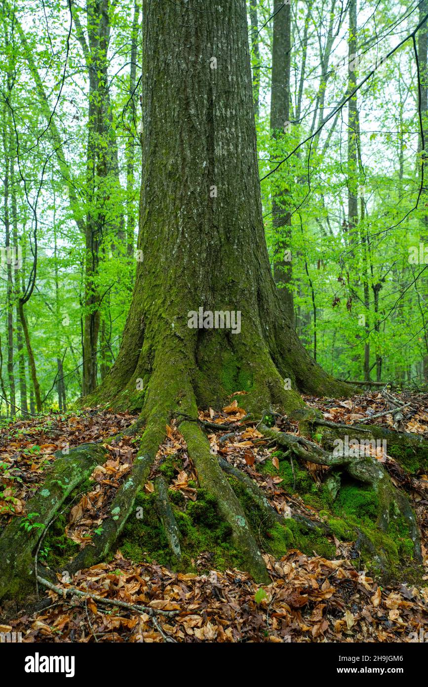 Grindstone Ford lungo la Natchez Trace Parkway, vicino a Port Gibson, Mississippi, Stati Uniti. Foto Stock