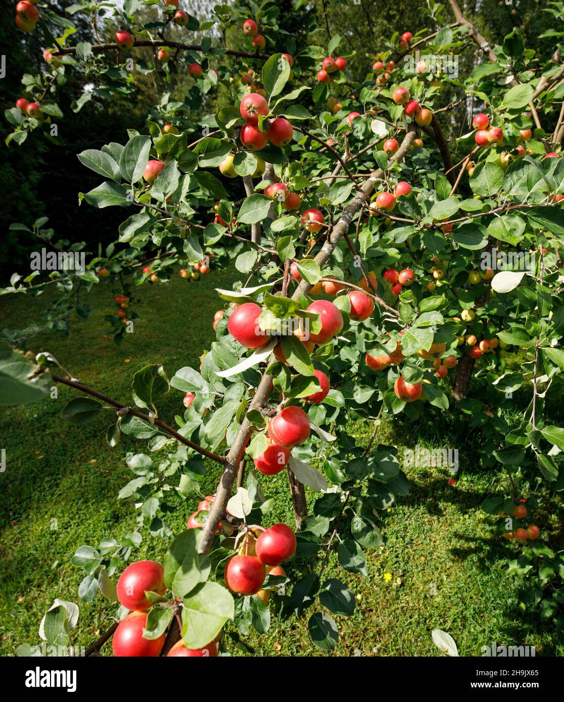 Rami di melo pieni di mele in autunno in Finlandia Foto Stock