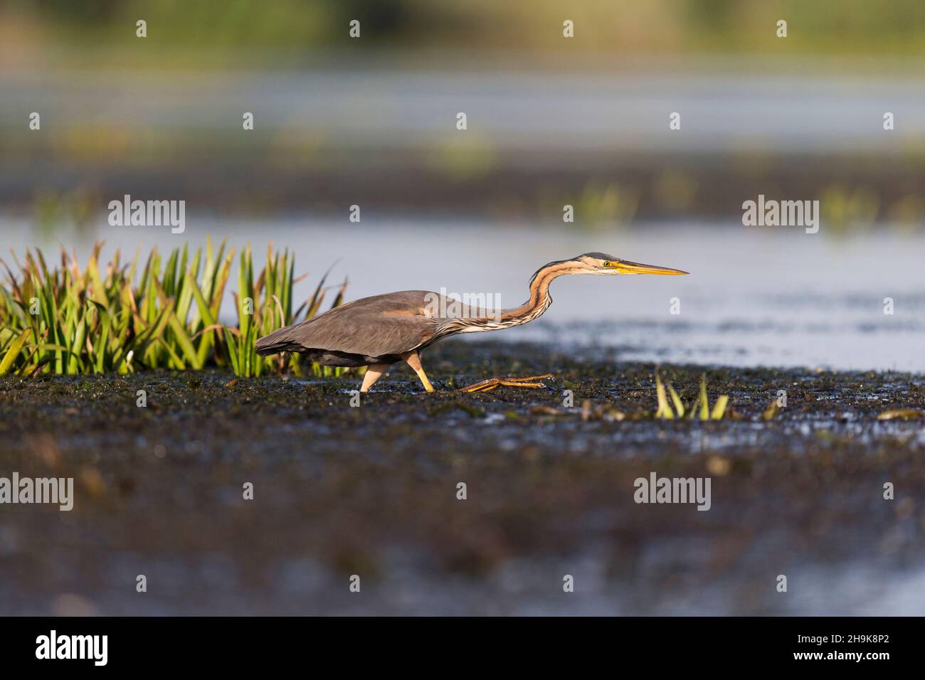 Erba viola (Ardea purpurea) adulta guado, Delta del Danubio, Romania, giugno Foto Stock