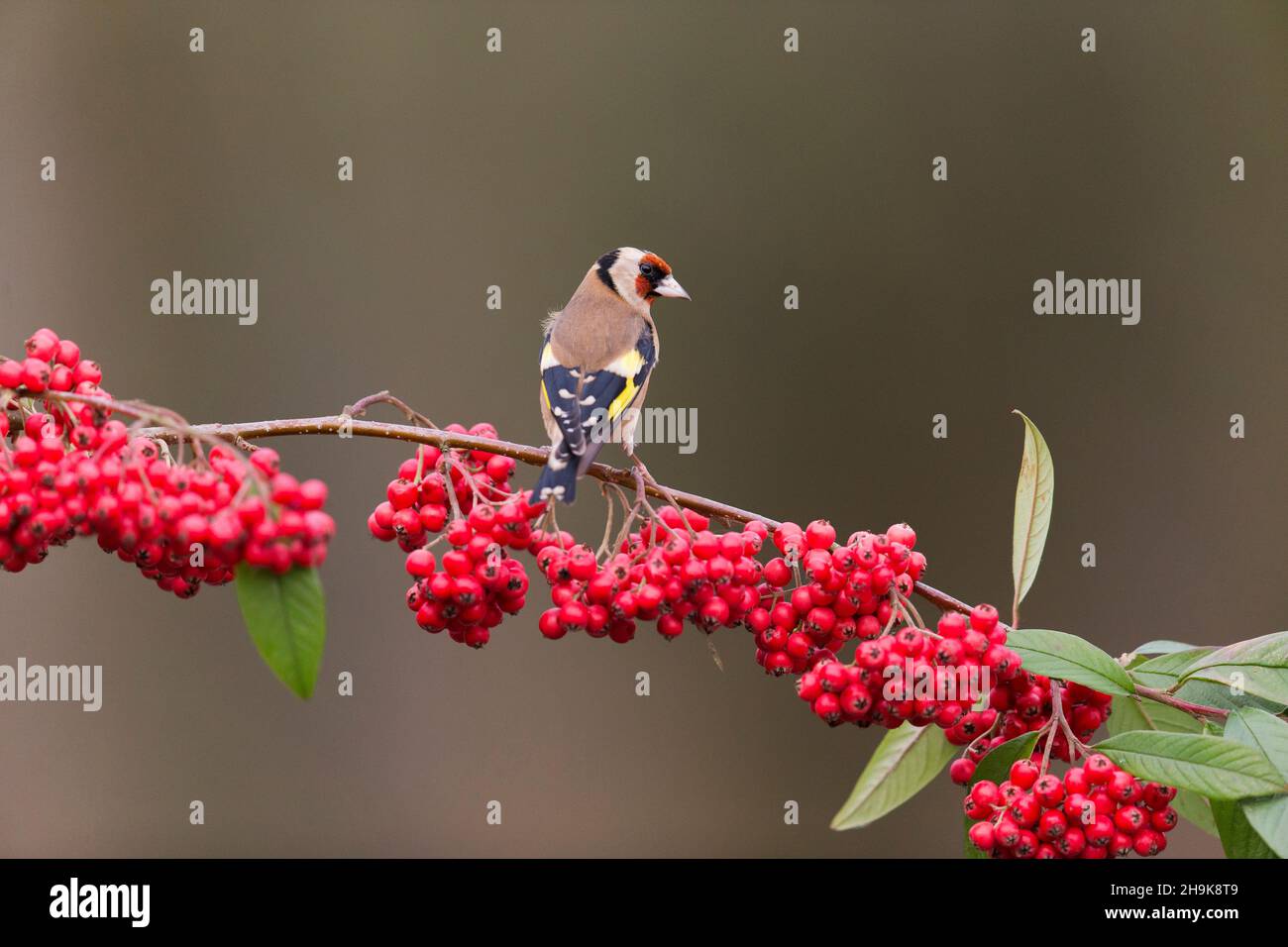 European Goldfinch (Carduelis carduelis) adulto arroccato sul ramo cotoneaster con bacche, Suffolk, Inghilterra, gennaio Foto Stock