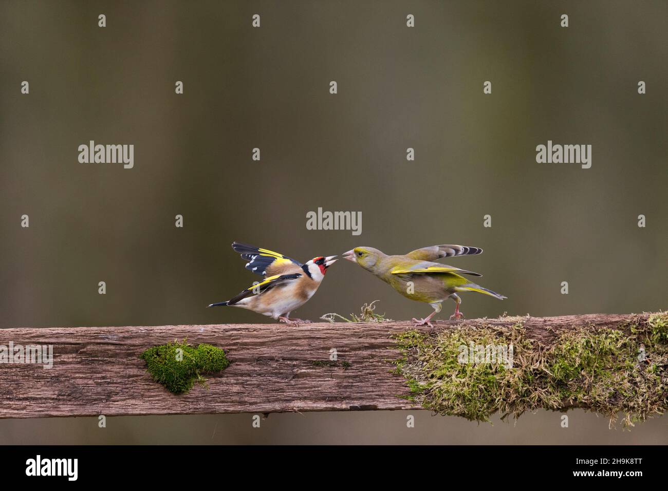 European greenfinch (Carduelis chloris) adulto maschio e European Goldfinch (Carduelis carduelis) adulto lotta sul recinto, Suffolk, Inghilterra, gennaio Foto Stock