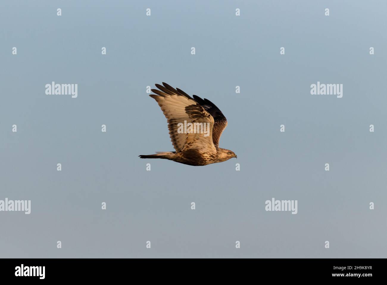Buzzard a zampe ruvide (Buteo lagopus) femmina adulta in volo, Suffolk, Inghilterra, febbraio Foto Stock