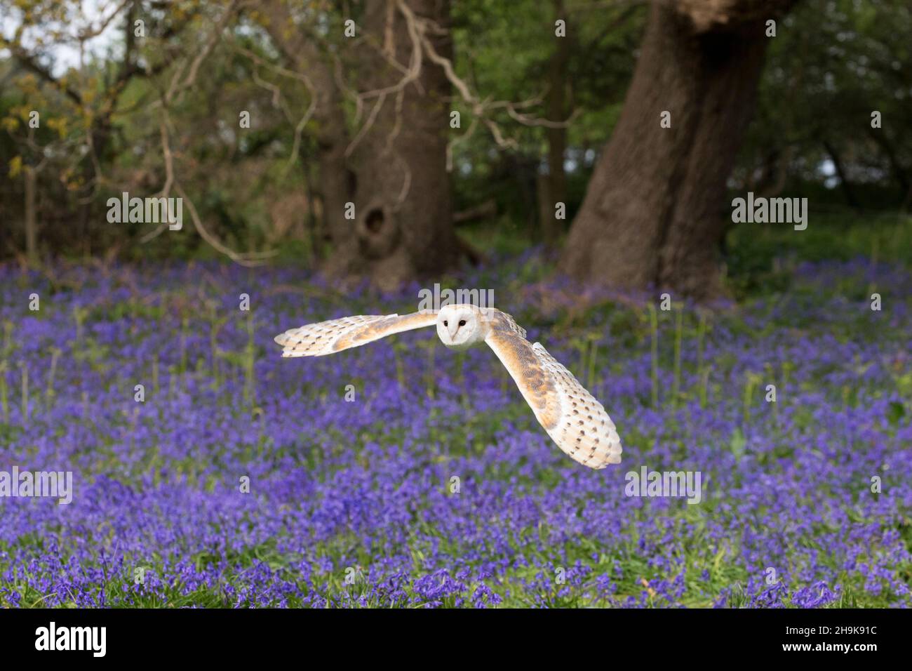 Fienile gufo (Tito alba) Adulti che volano su fiori Bluebell (Hyacinthoides non-scripta), Suffolk, Inghilterra, maggio, condizioni controllate Foto Stock