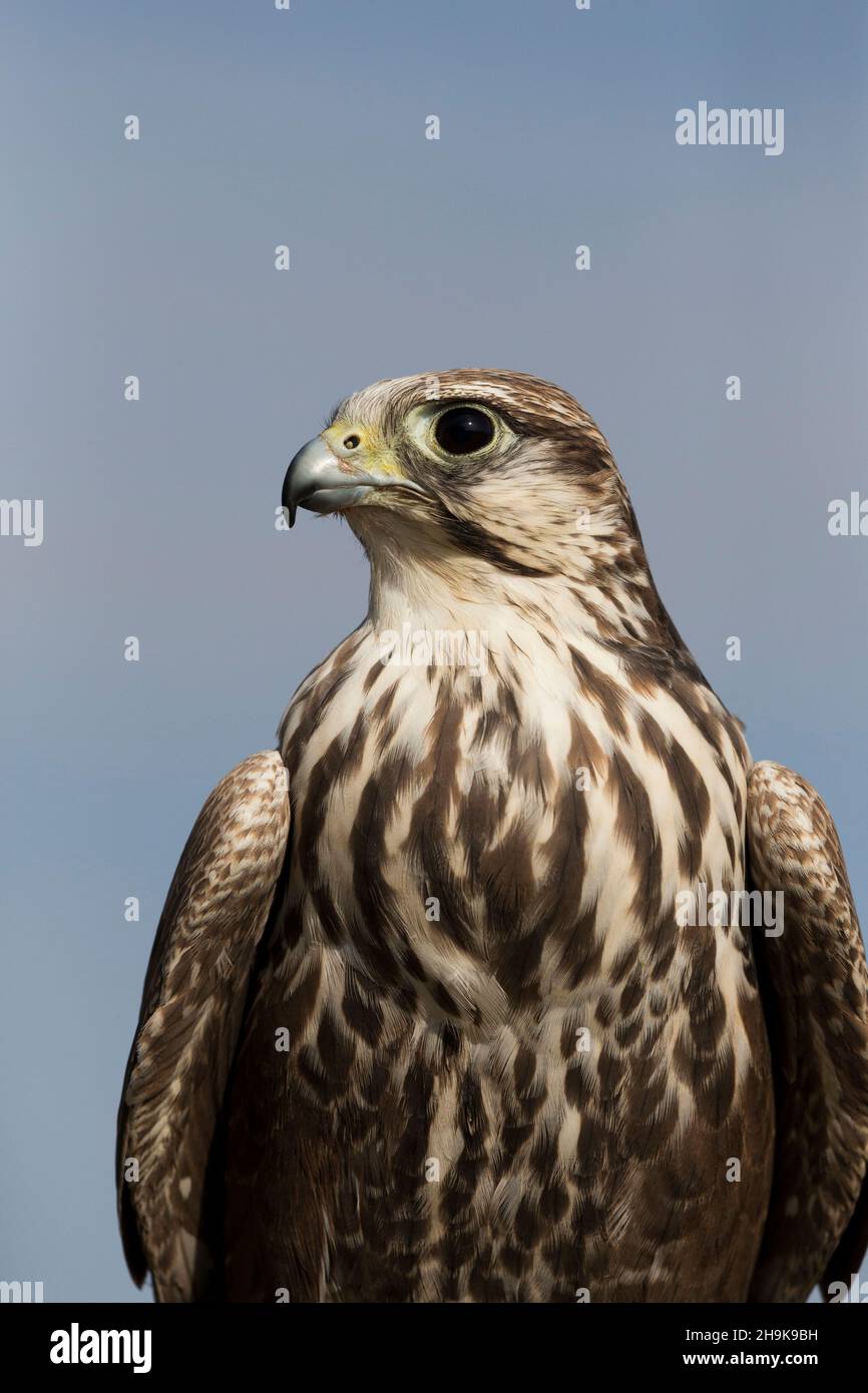 Lugger Falcon (Falco jugger) ritratto per adulti, condizioni controllate Foto Stock