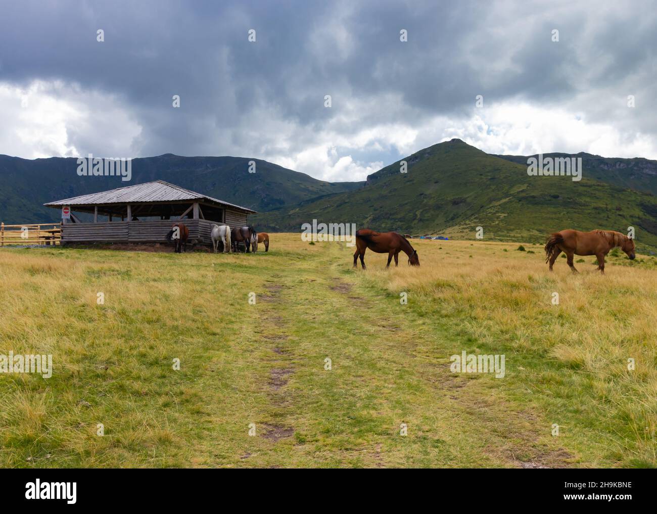 Foto estate di montagna che mostra diversi grassi e bei cavalli che mangiano alla loro stalla e altri che mangiano nel campo Foto Stock