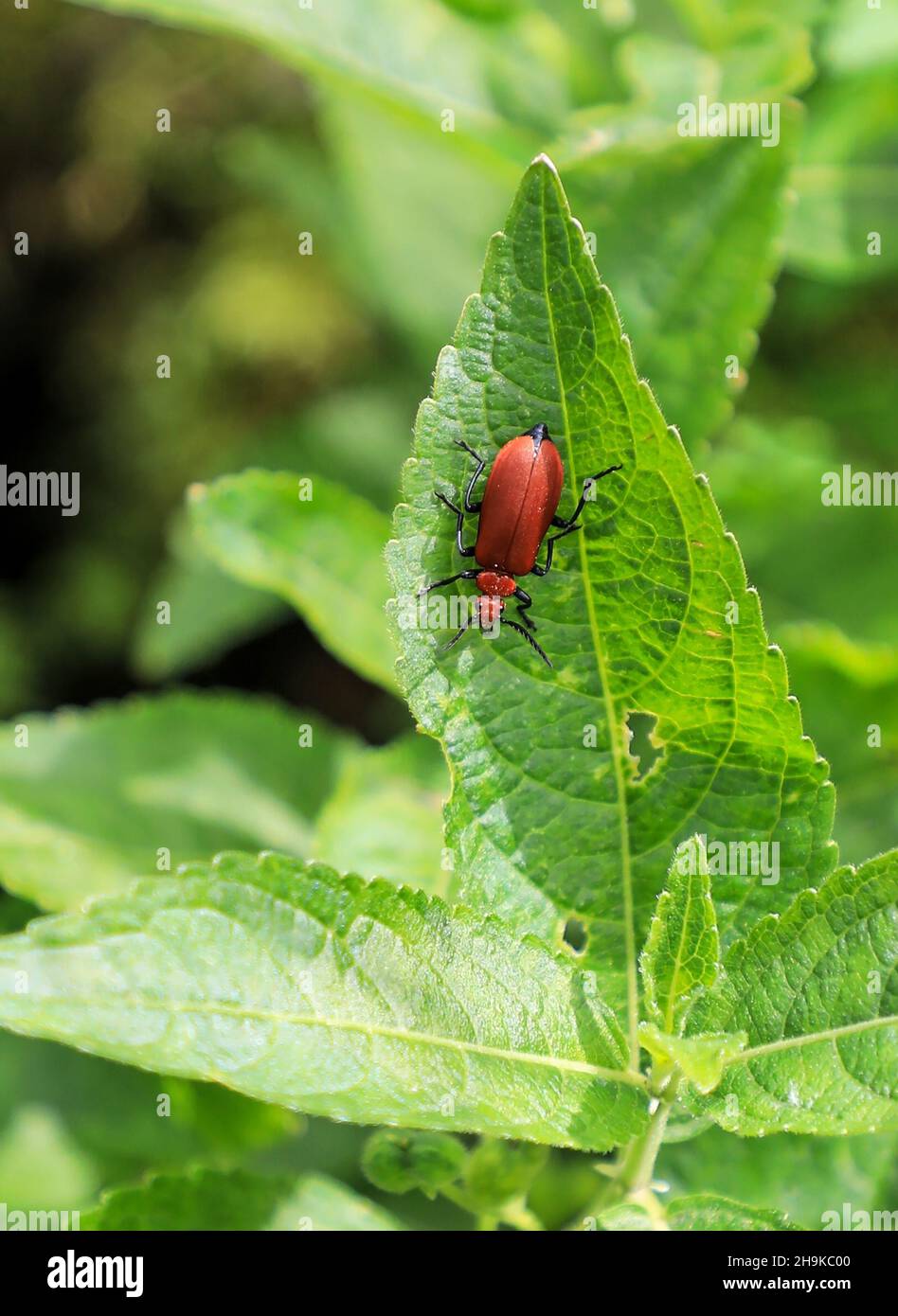 Comune soldato rosso Beetle, (Rhagonycha fulva) su una foglia verde, Staffordshire, Inghilterra, Regno Unito Foto Stock