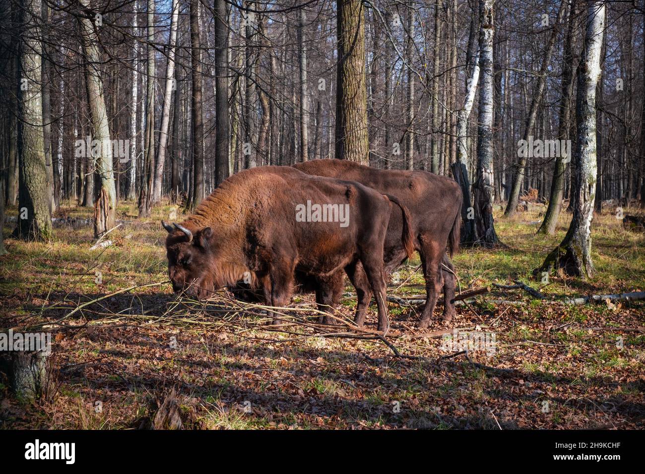 I bisoni europei nella Riserva Naturale della Biosfera. È l'unica riserva della regione di Mosca, che si trova a 12 km dalla città di Serpukhov. Foto Stock