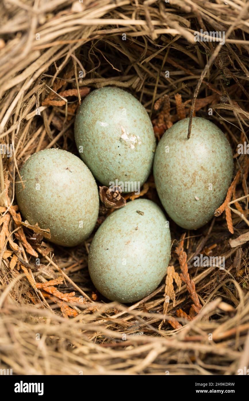 nido di uccello, uova di blackbird, uova, nido di blackbird, piccolo, verde, puntinato, punti, frizione, uovo, taglio, songbird, genuino, austria, blackbird, blackbirds Foto Stock