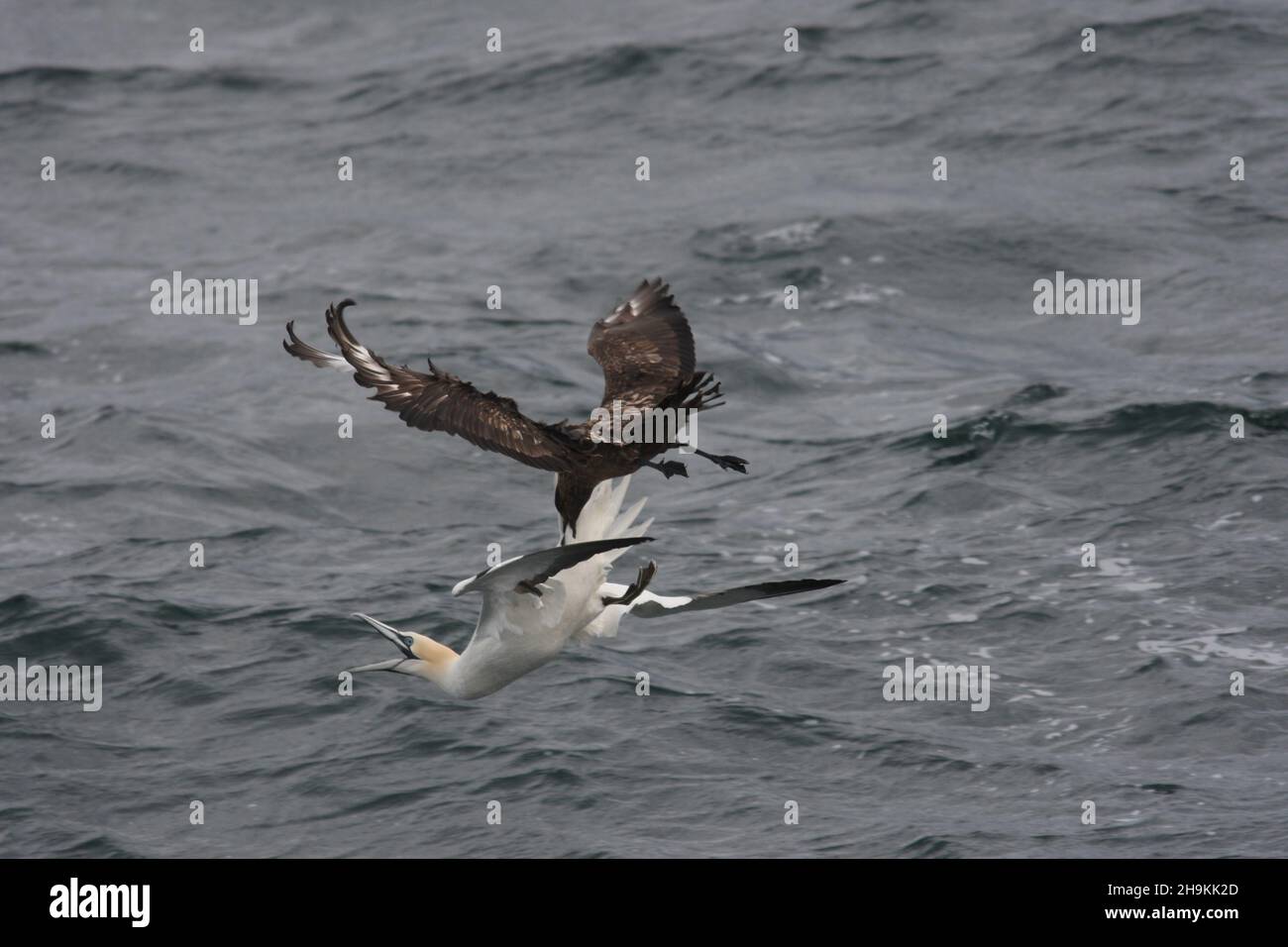 Grande skua pirata altri uccelli marini per incoraggiarli a disgorgere il loro pescato, qui afferrando un gannets coda piume, in questa occasione, senza successo. Foto Stock