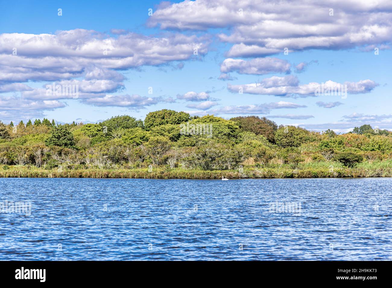 Paesaggio di un ambiente naturale a East Hampton, NY Foto Stock