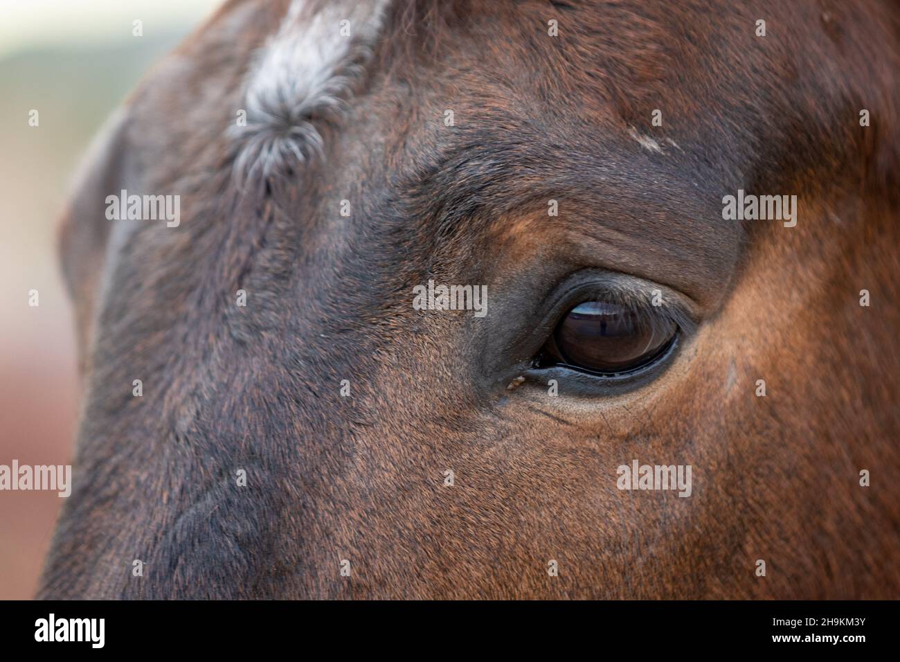 Occhio di un cavallo Foto Stock