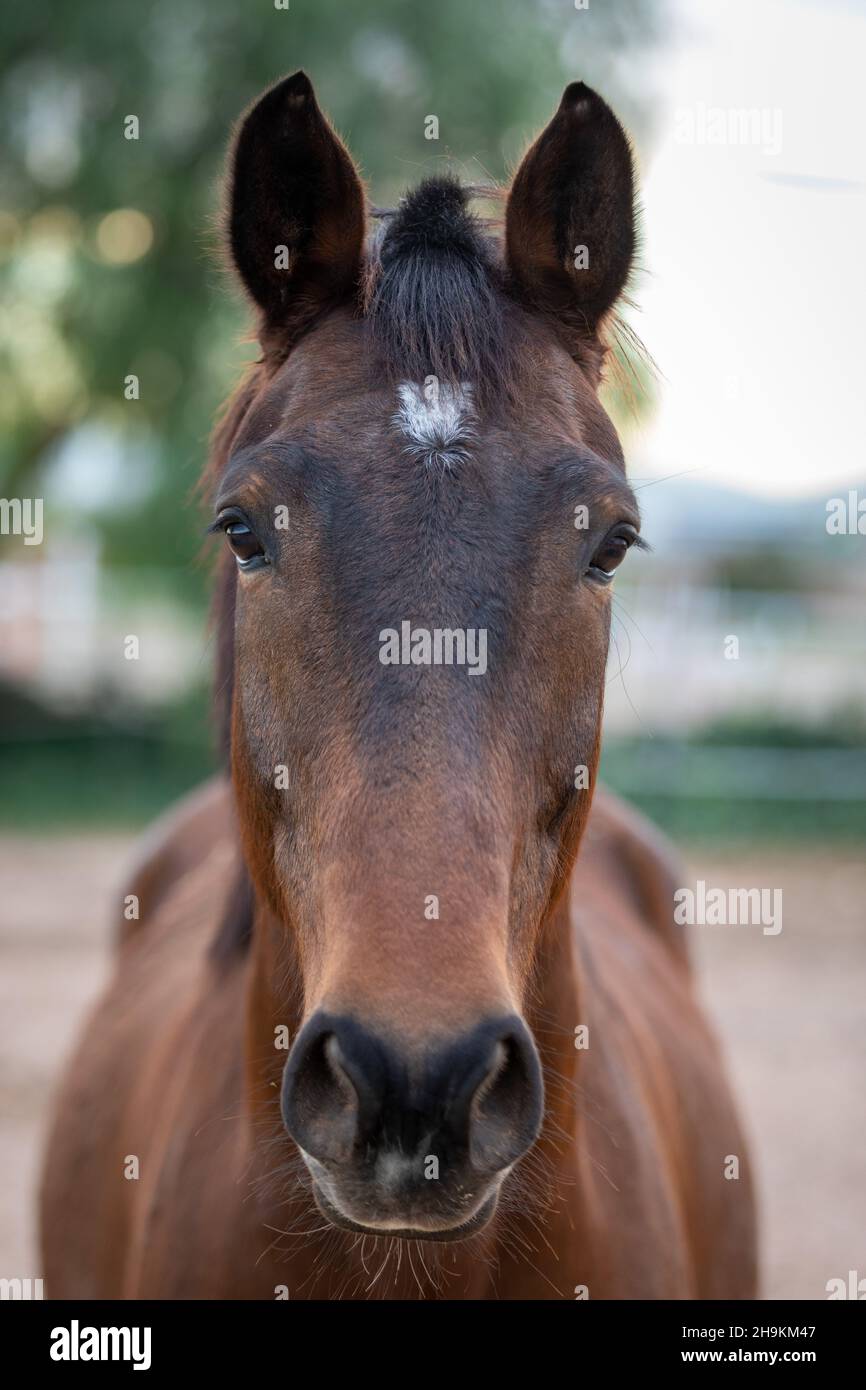 Ritratto del cavallo Foto Stock