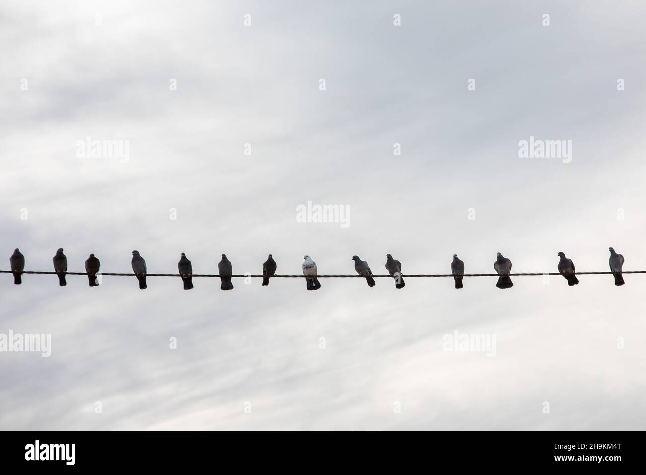 Gli uccelli sulle linee di alimentazione Foto Stock