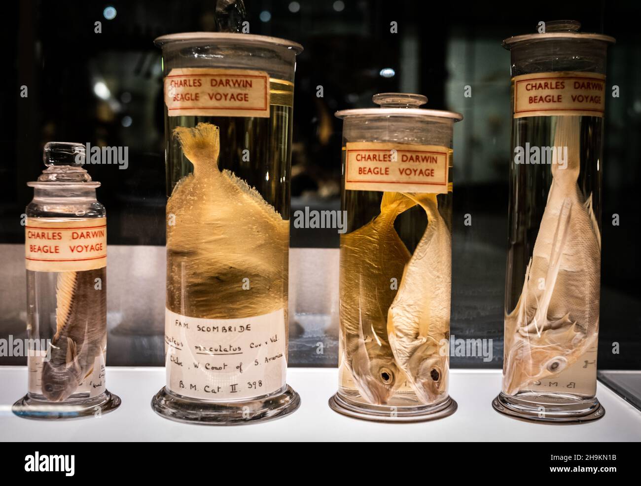 Vasetti per campioni contenenti pesci del Beagle Voyage di Charles Darwin nel mondo 1831-36 in esposizione al Museum of Zoology di Cambridge, Regno Unito Foto Stock