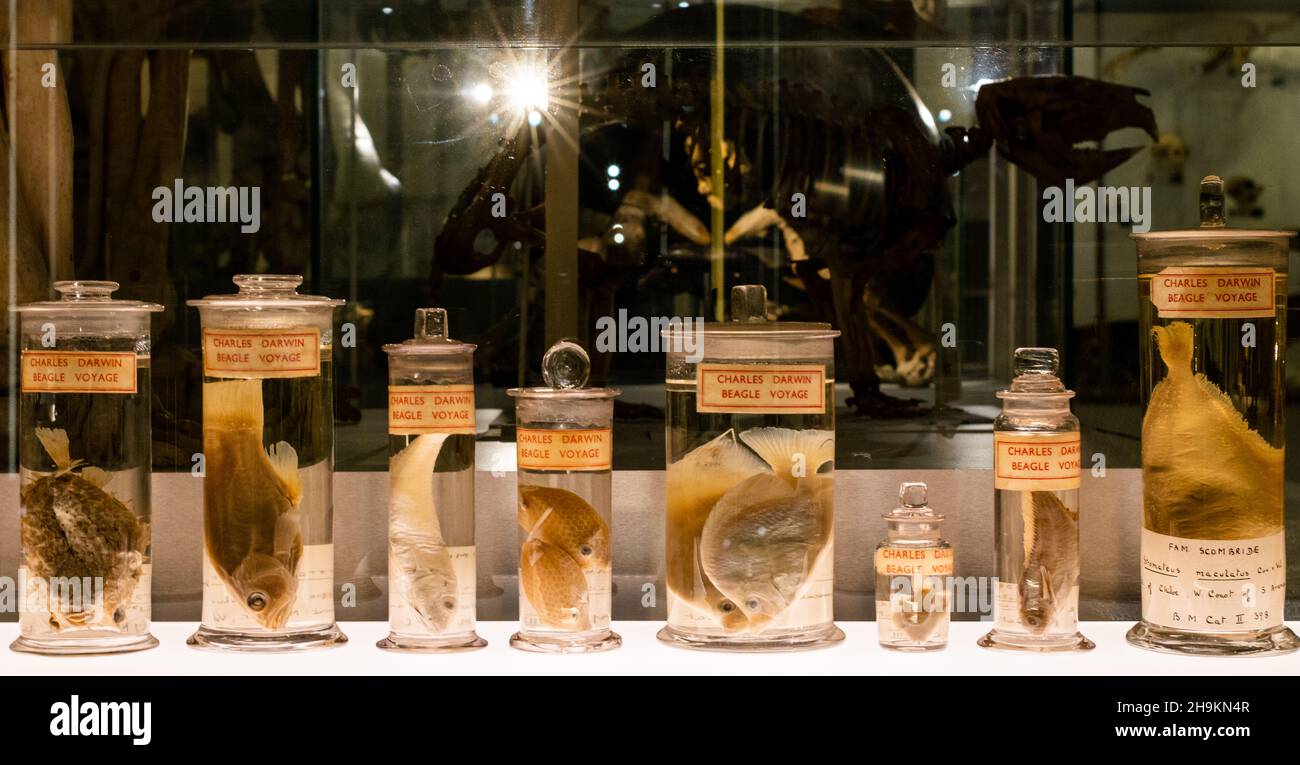 Vasetti per campioni contenenti pesci del Beagle Voyage di Charles Darwin nel mondo 1831-36 in esposizione al Museum of Zoology di Cambridge, Regno Unito Foto Stock