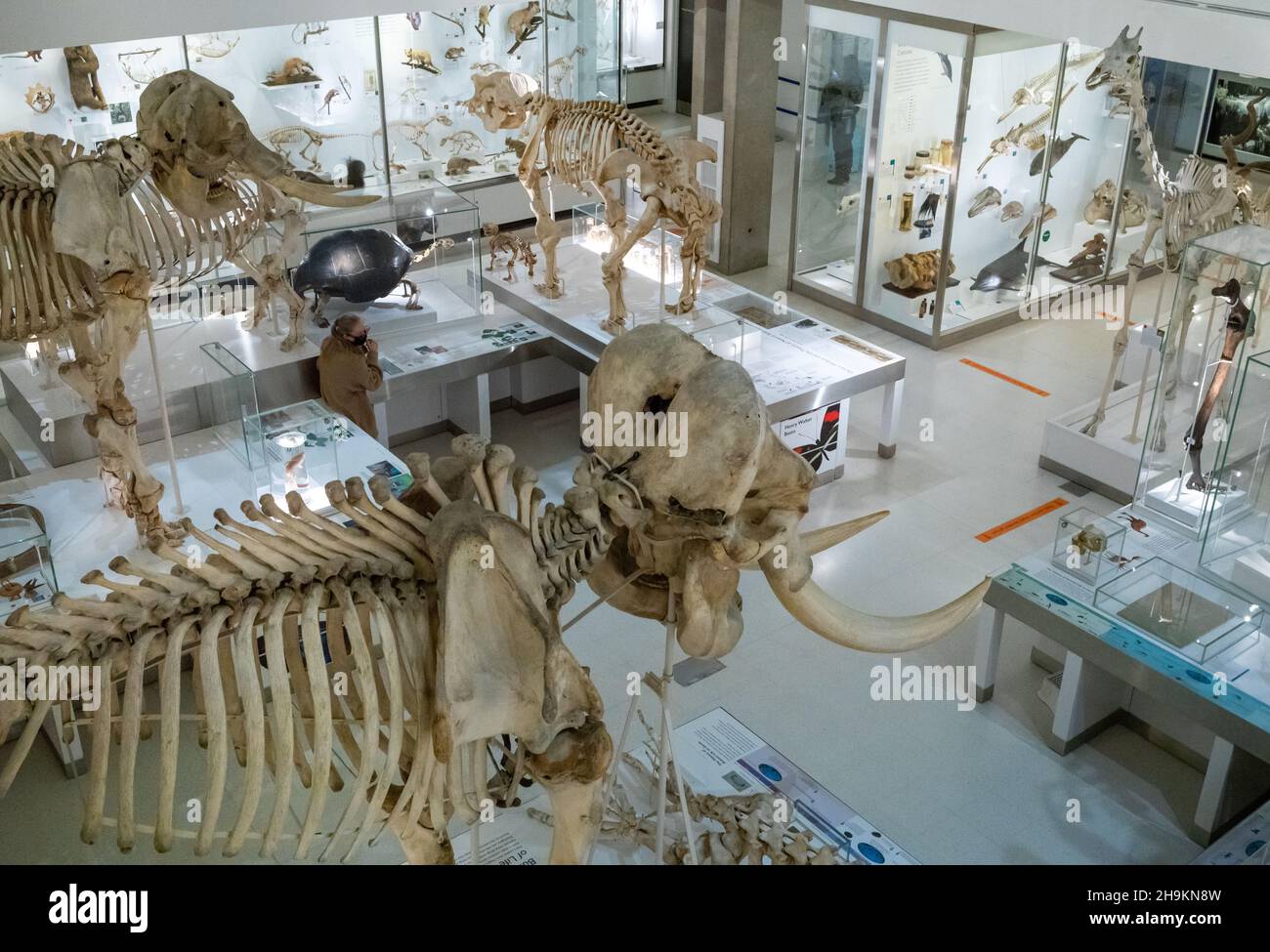 Scheletri animali e altre mostre in mostra al piano terra inferiore del Museo di Zoologia di Cambridge, Regno Unito. Foto Stock