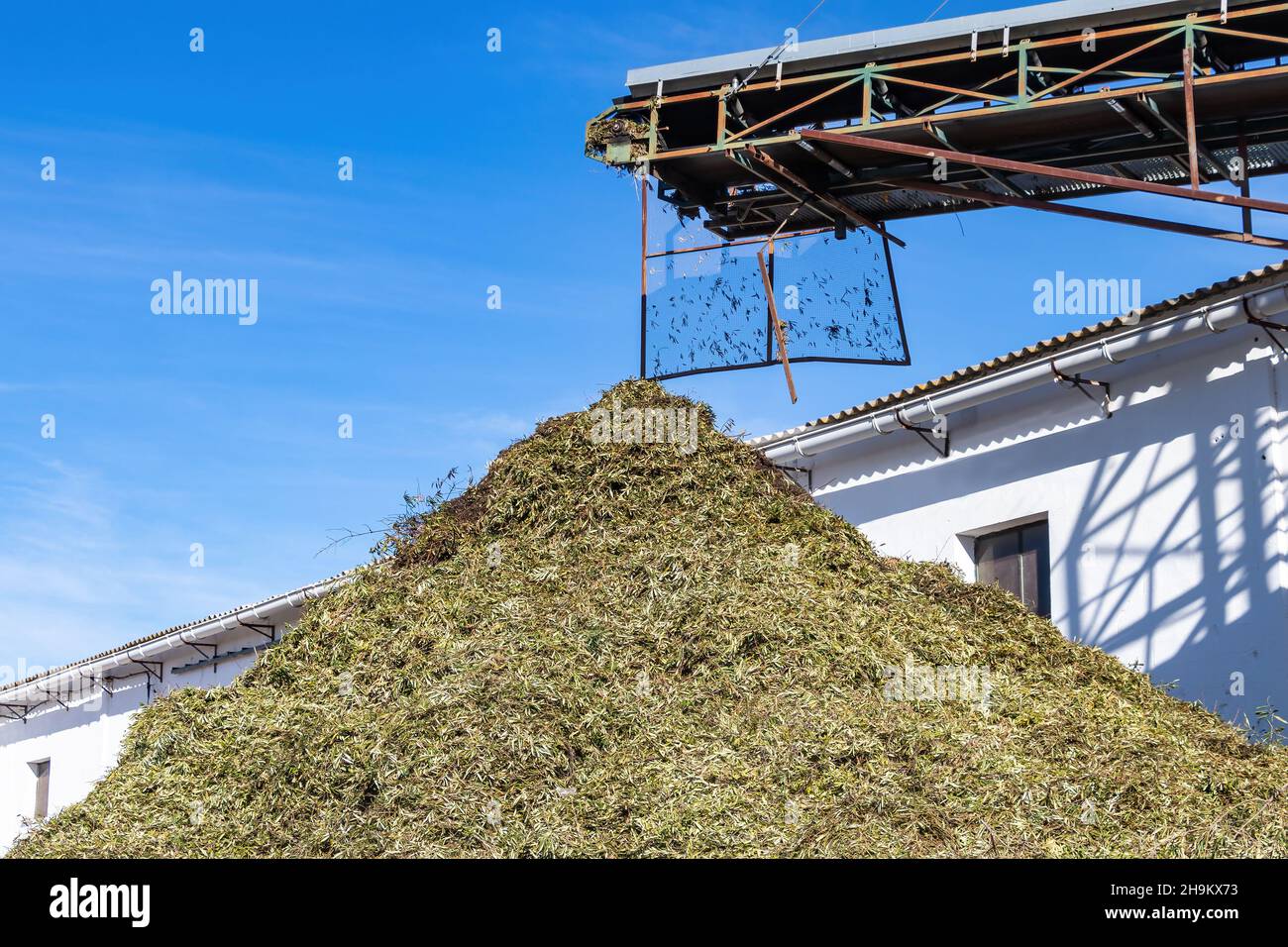 Nastro trasportatore che scarta i rami di olive nella produzione di olio d'oliva Foto Stock
