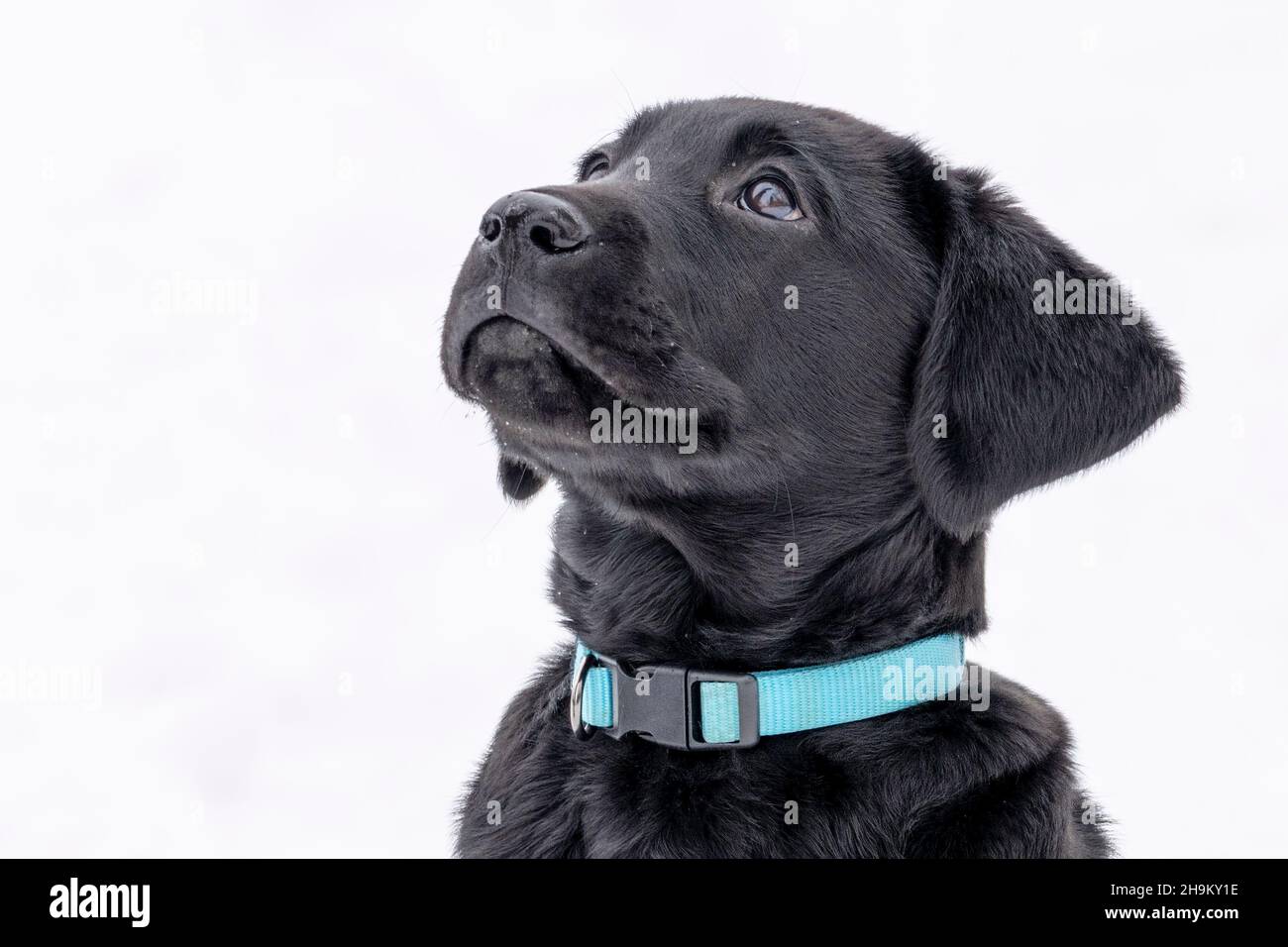 Black Lab Puppy guardando il cielo Foto Stock