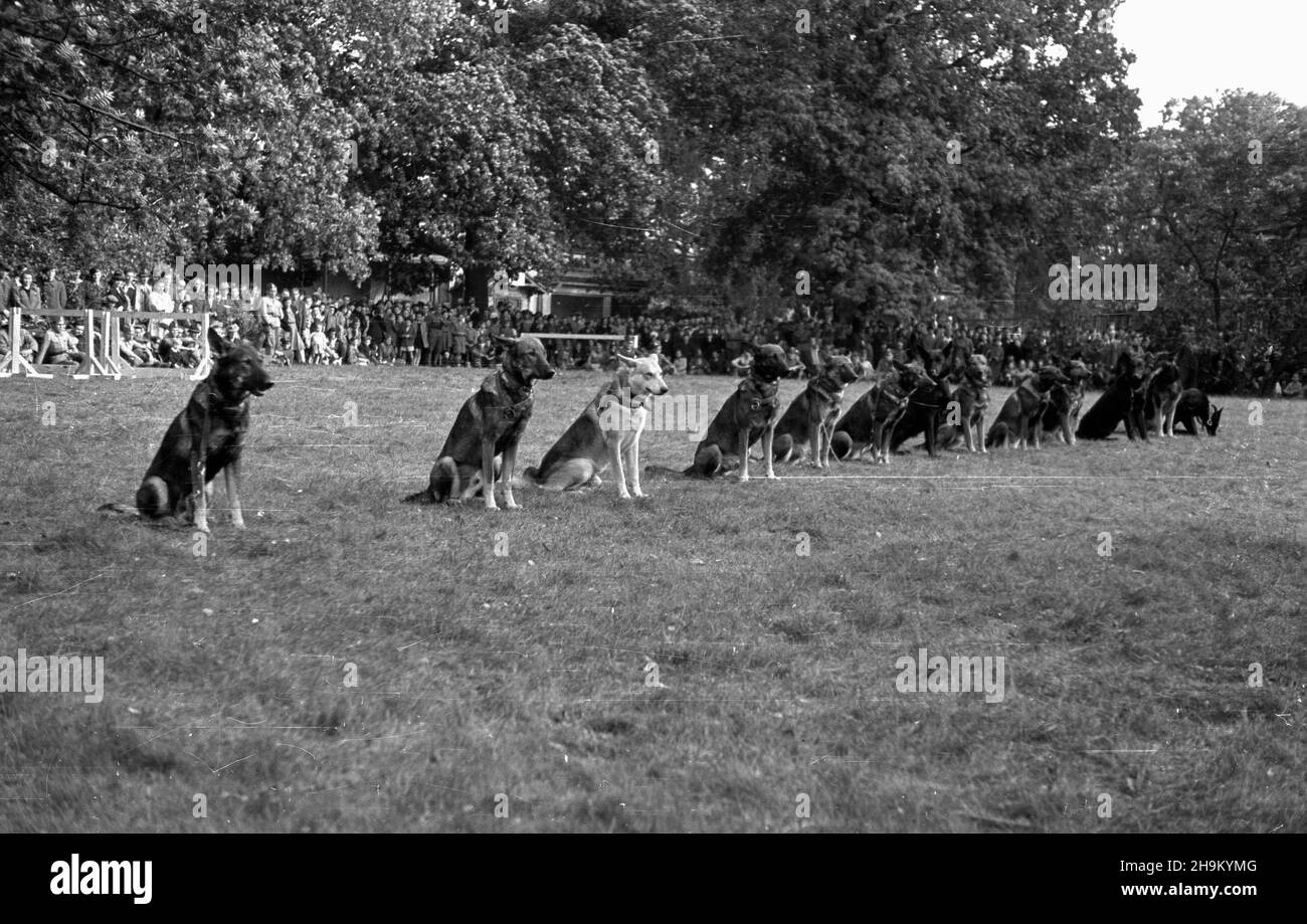 Wroc³aw, 1948-09. W dniach od 21 lipca do 31 paŸdziernika odbywa³a siê Wystawa Ziem Odzyskanych. By³ a cykl wystaw i imprez propagandowych, który mia³ na celu pokazanie osi¹gniêæ Polski Ludowej w odbudovie ziem przy³¹czonych po II wojnie œwiatowej. Jedn¹ z atrakcji by³ pokaz umiejêtnoœci wojskowych i wywiadowczych psów z jednostek KBW (Korpus Bezpieczeñstwa Wewnêtrznego). msa PAP Dok³adny dzieñ wydarzenia nieustalony. Wroclaw, 1948 settembre. La Mostra dei territori riconquistati (dal 21 luglio al 31 ottobre) è stata una serie di mostre e manifestazioni di propaganda organizzate per dimostrare l'ac Foto Stock