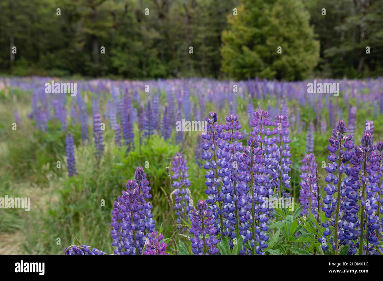 Un campo di fiori Lupin vicino te Anau, Fjordland South Island, Nuova Zelanda Foto Stock
