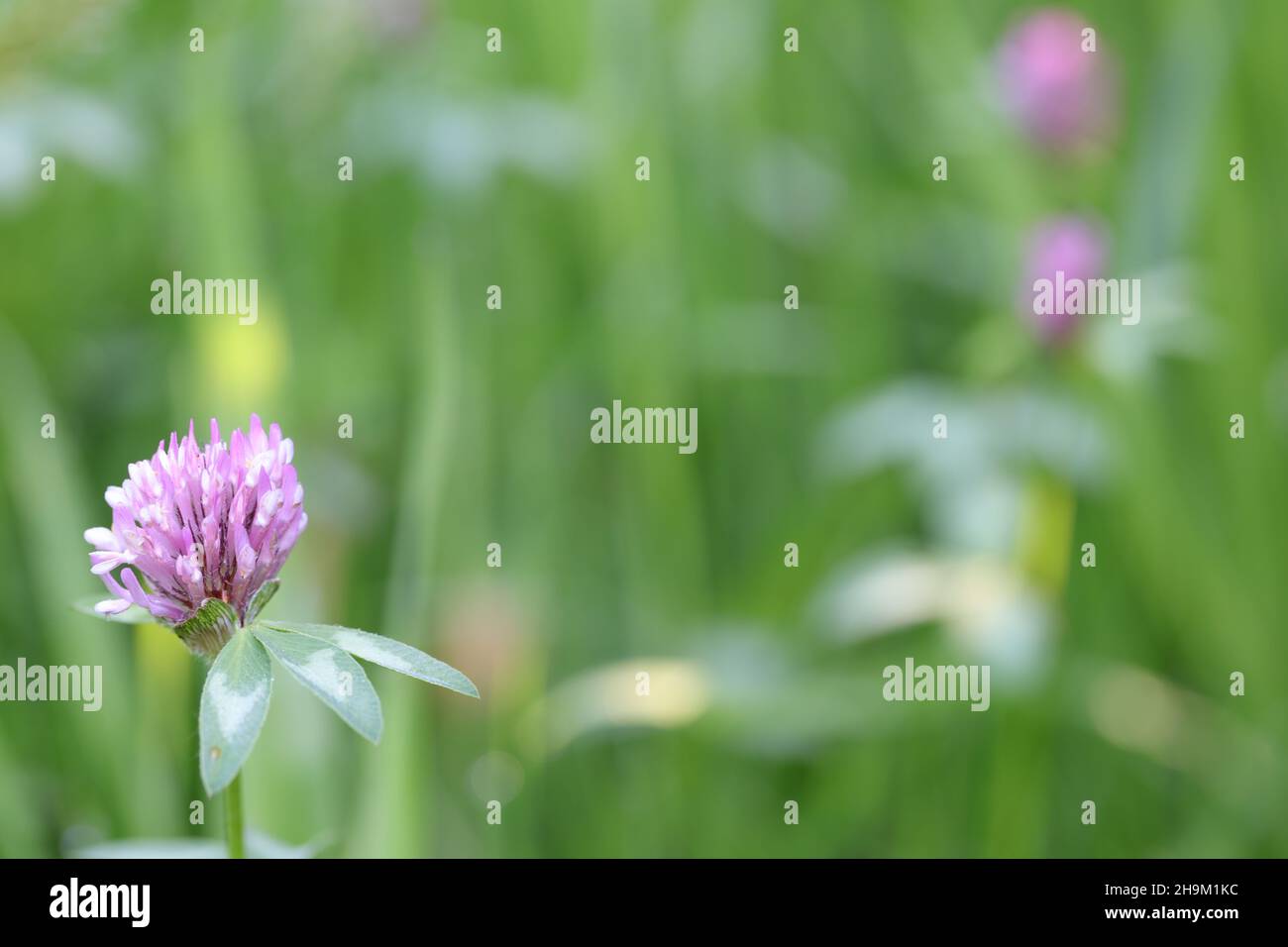 Trifoglio viola con sfondo sfocato. Foto Stock
