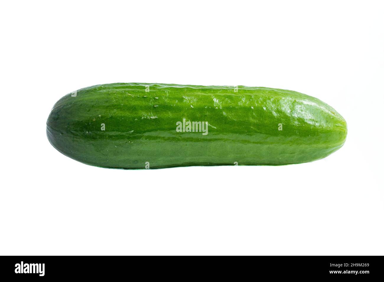 Cetriolo isolato su sfondo bianco, primo piano foto di cetriolo fresco. Foto Stock