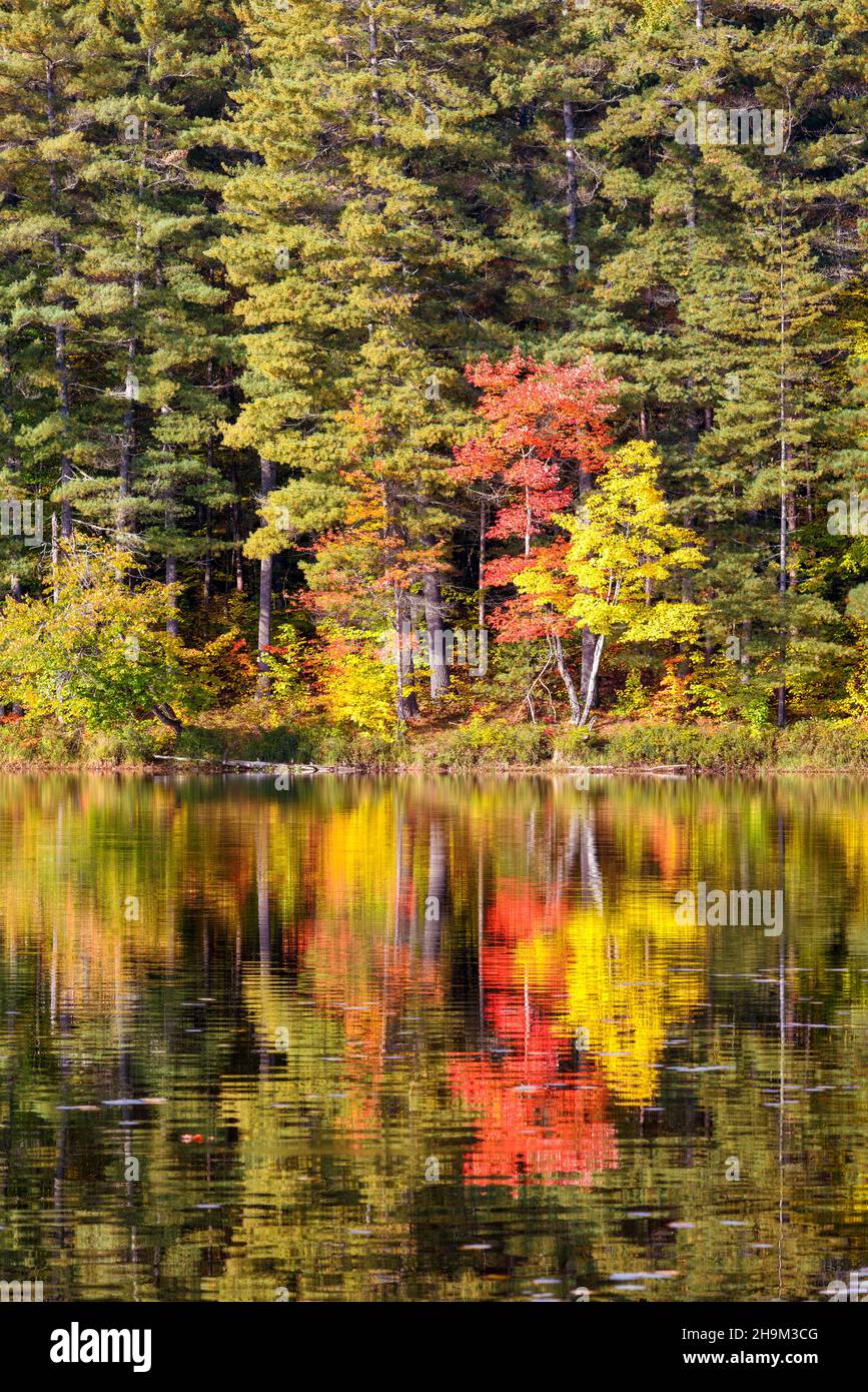 Riflessi autunnali sul lago in Algonquin Park Ontario Canada Foto Stock
