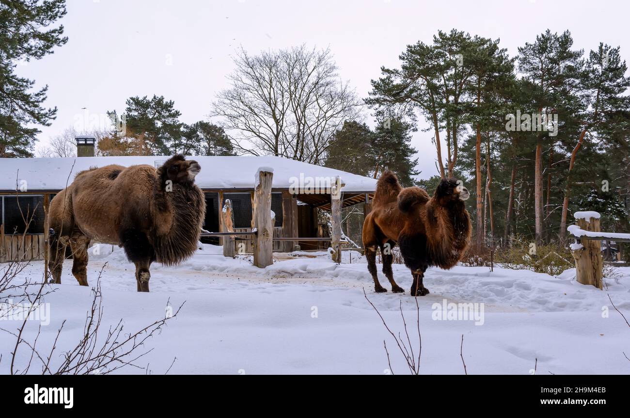 Due cammelli baccriani (Camelus bactrianus), noti anche come cammelli mongolo o cammelli baccriani domestici, in ambiente nevoso. Hanno due humps sopra Foto Stock