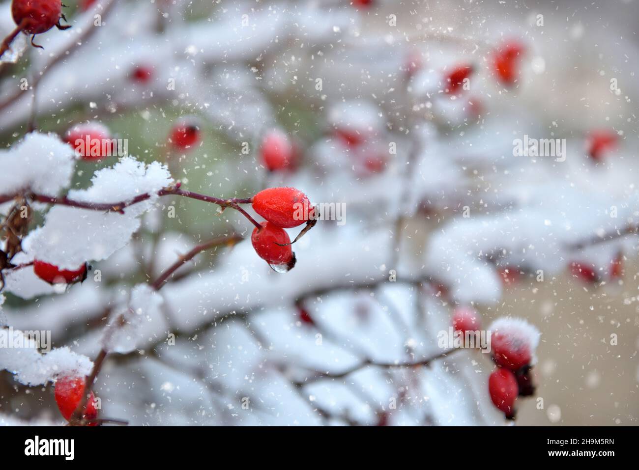 Fianchi di rose rosse glassate nel giardino d'inverno Foto Stock