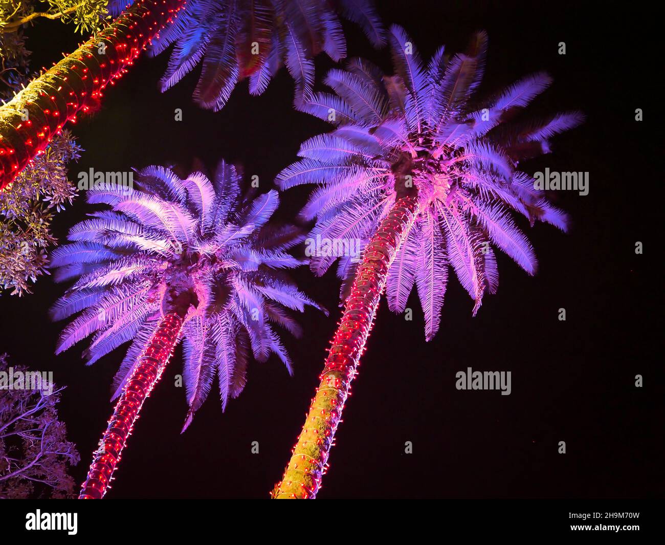Johnsonville Night Lights in the Garden Natale 2021 al Giardino Botanico di Napoli Florida USA Foto Stock