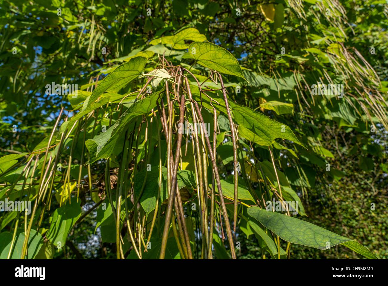 Lo storico Parco Raffelberg nel quartiere di Speldorf, parte dell'ex Raffelberg Solbad, frutto della tromba comune, Catalpa bignonioide Foto Stock