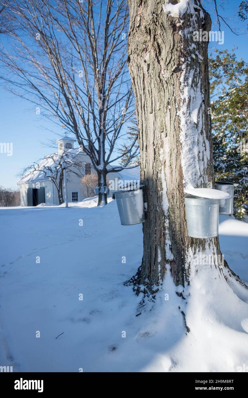 Tapping per sciroppo di acero, Valley View Farm, Topsfield, Massachusetts, USA Foto Stock