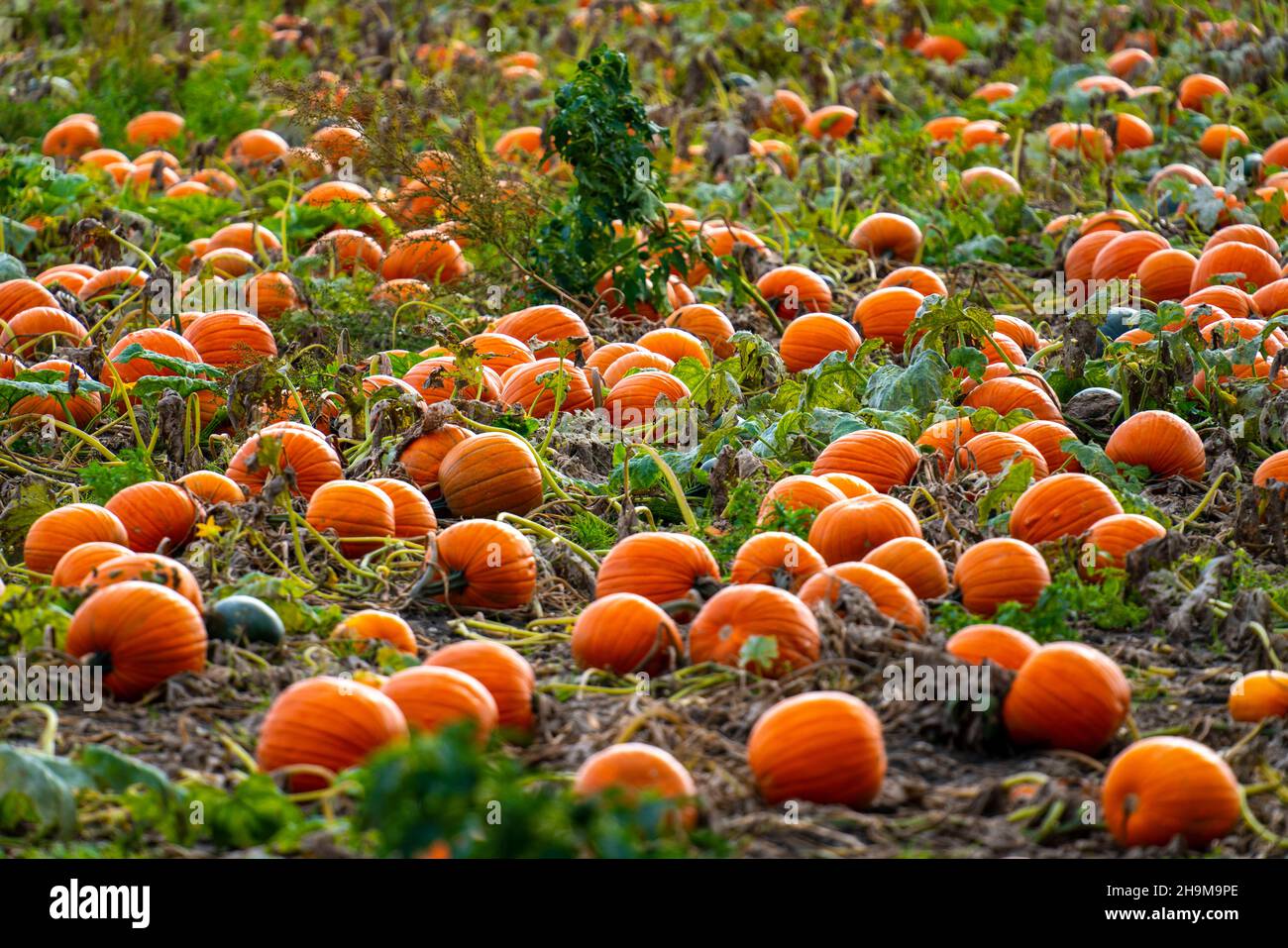 Zucche, poco prima del raccolto in un campo NRW, Germania Foto Stock