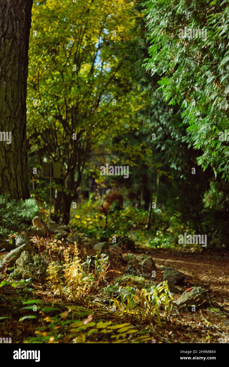 Tabor giardino botanico mattina inverno Foto Stock