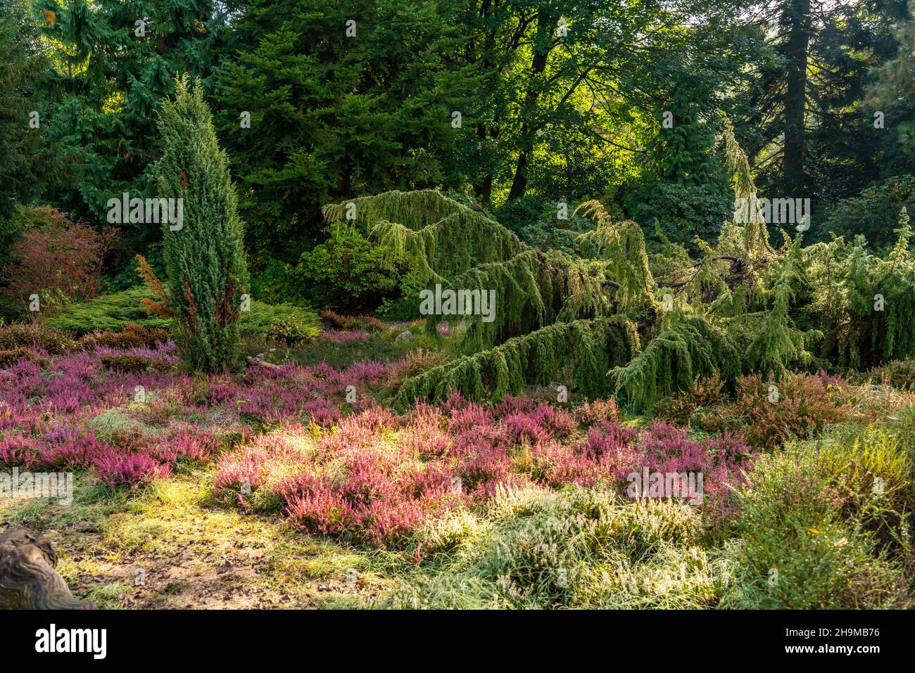 Grugapark, Essen, giardino botanico, parco per il tempo libero e il tempo libero, brughiera e brughiera, autunno, NRW, Germania, Foto Stock