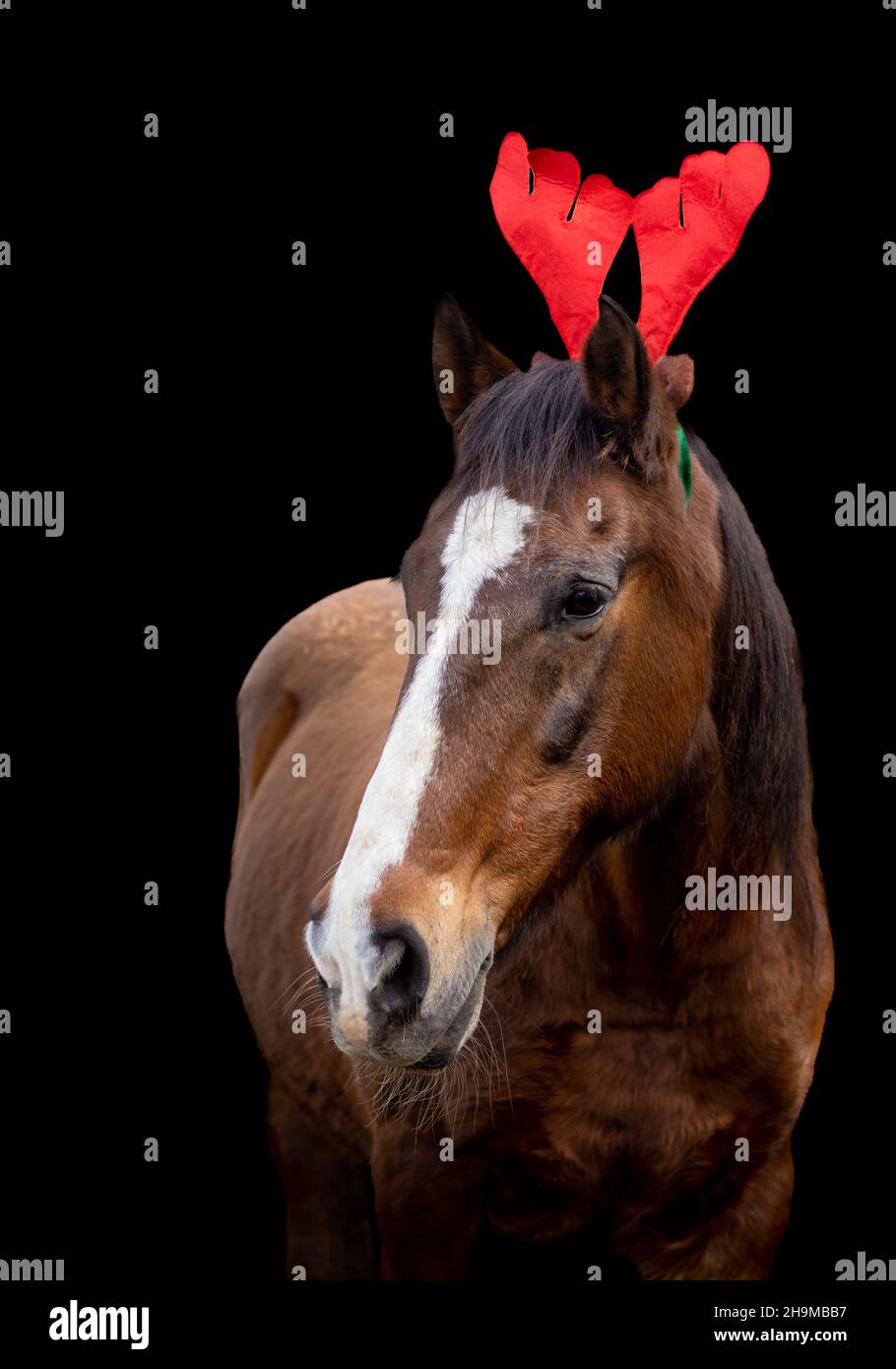 Cavallo di Natale, decorazione, cappello rosso su sfondo nero. Foto Stock