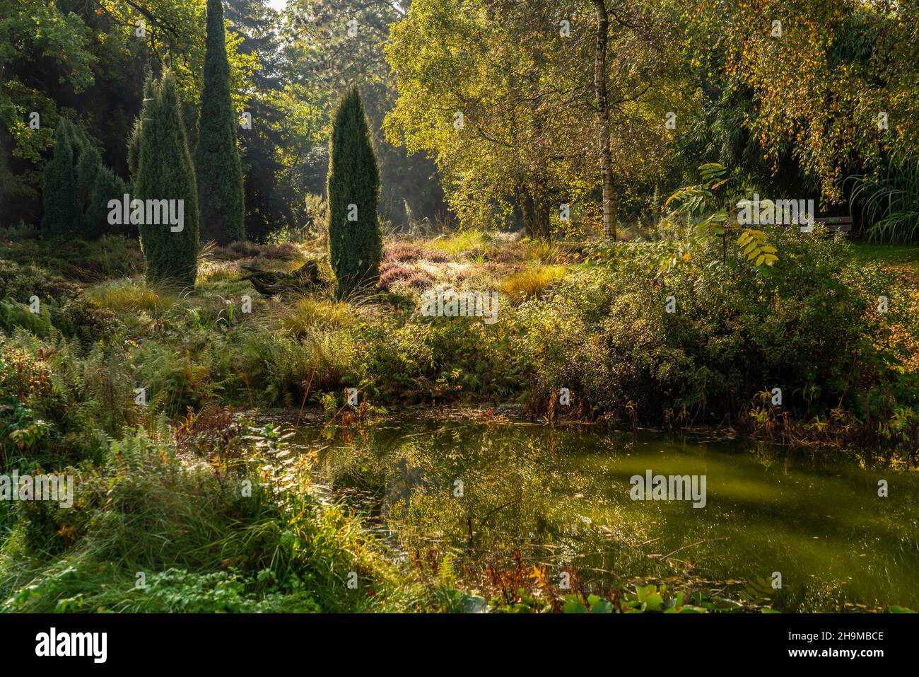Grugapark, Essen, giardino botanico, parco per il tempo libero e il tempo libero, brughiera e brughiera, autunno, NRW, Germania, Foto Stock