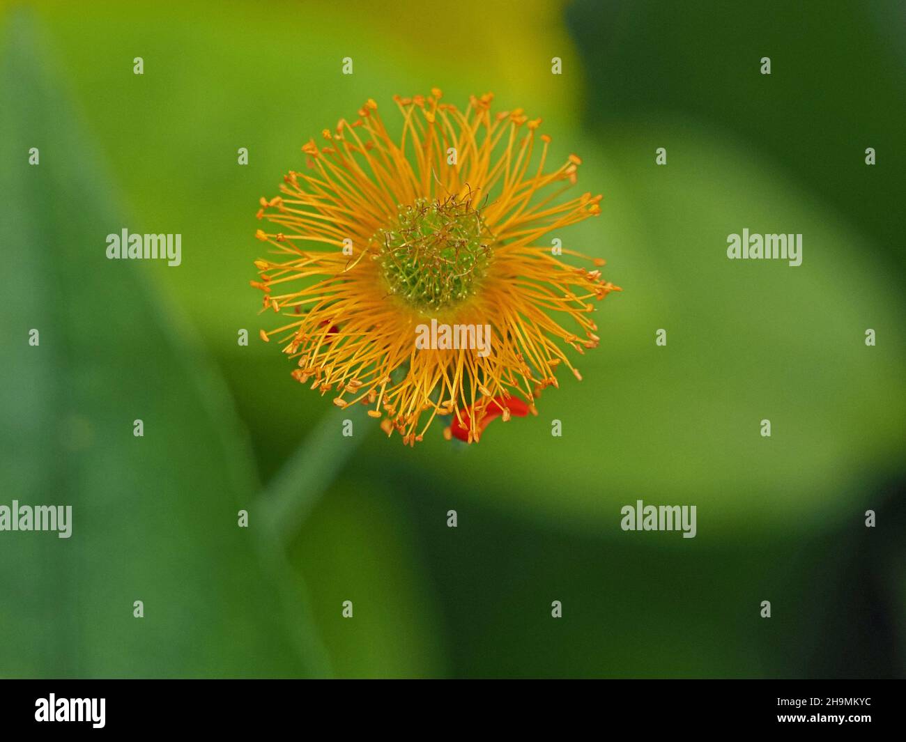 Fiore singolo esaurito di arancio nano avens / rosso avens (Geum coccineum) con piccolo residuo di petalo rosso e molti giallo brillante Stamens Cumbria, Inghilterra, UK Foto Stock