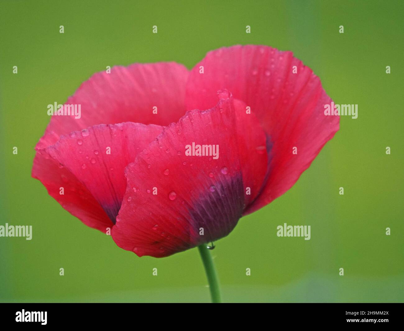 gocce di pioggia su petali rosso e viola vividi di papavero esotico ornamentale giardino con tessuto-come tessuto di carta crespa contro sfondo verde erba semplice Foto Stock