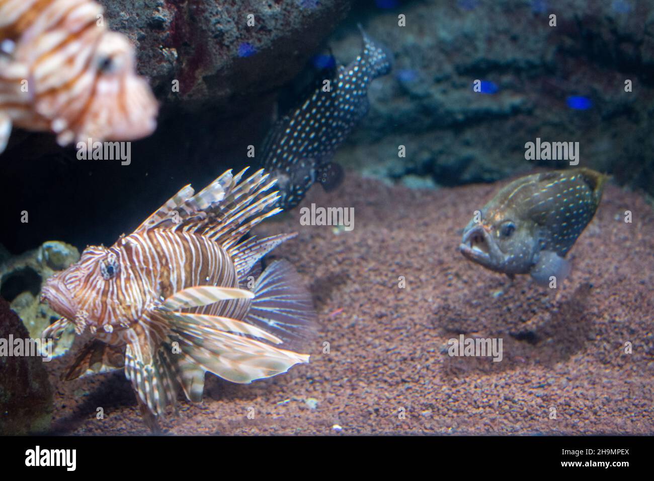 Bellissimo pesce in fondo all'acquario, Oceanarium, turismo d'affari. Foto Stock